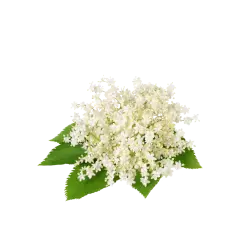 Holunderblüte / 65ml
